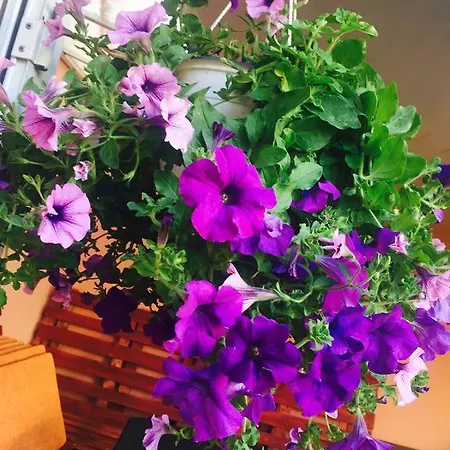 Orange House * Konstanca