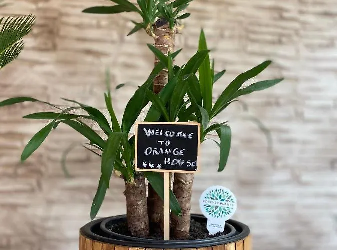 Orange House * קונסטנצה