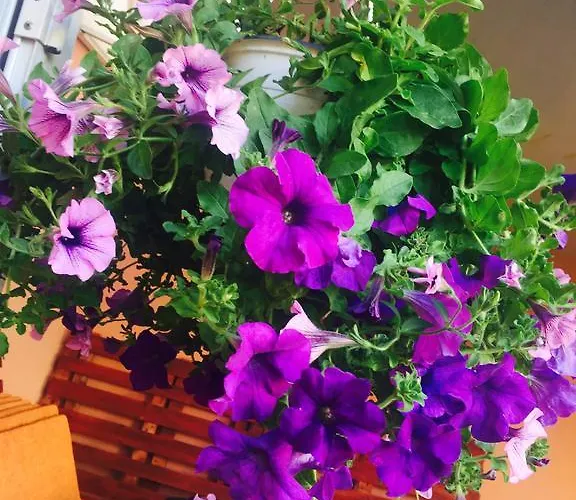 Orange House * קונסטנצה