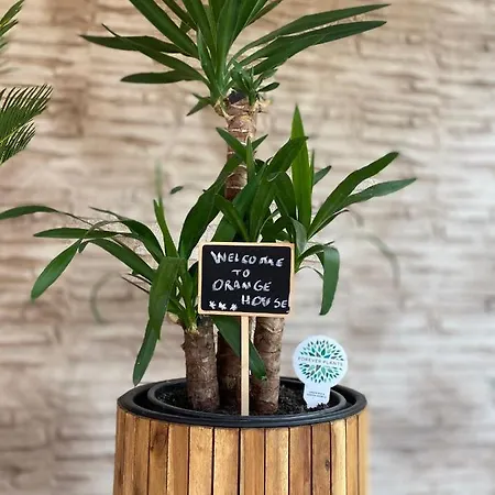 Orange House * Constanţa